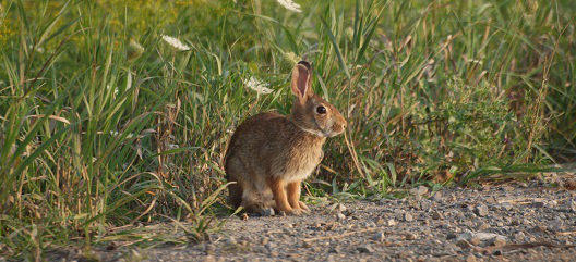This is a rabbit by the side of a road