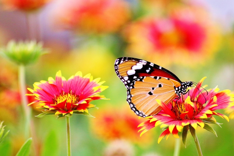 Photo by Pixabay: https://www.pexels.com/photo/butterfly-perched-on-flower-462118/